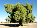 Athel pine, Athel tree, saltcedar, salt cedar